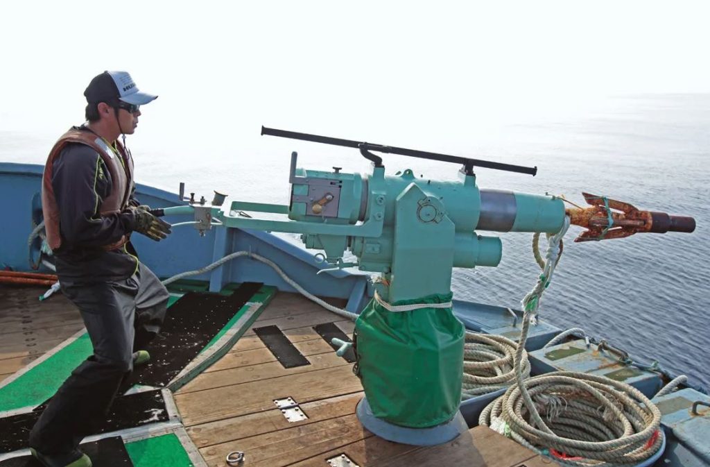 esta prohibido cazar ballenas en japon esta prohibido cazar ballenas en japon