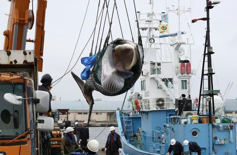 por que cazan ballenas en japon por que cazan ballenas en japon