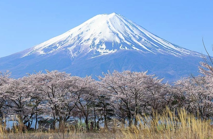 monte fuji con el sakura japon monte fuji con el sakura japon
