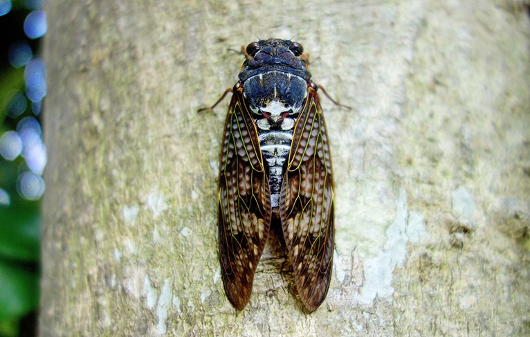 cigarras japonesas 