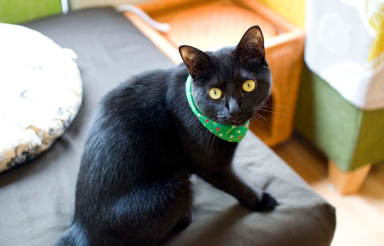 gatos negros en japón