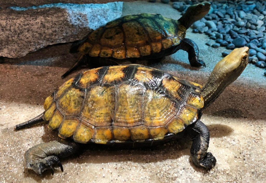 tortugas japonesas supersticiones