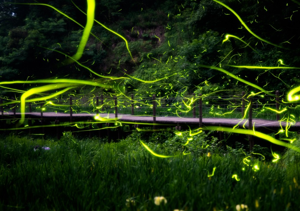 Parque Minamizawa Hotaru Seseragi luciernagas