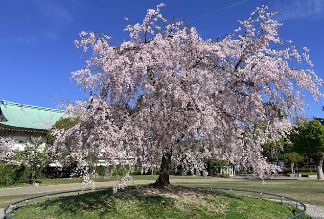 Santuario Heian en kioto sakura flores Santuario Heian en kioto sakura flores