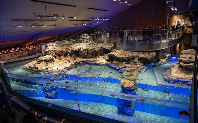 acuarios recomendados en tokio acuarios recomendados en tokio