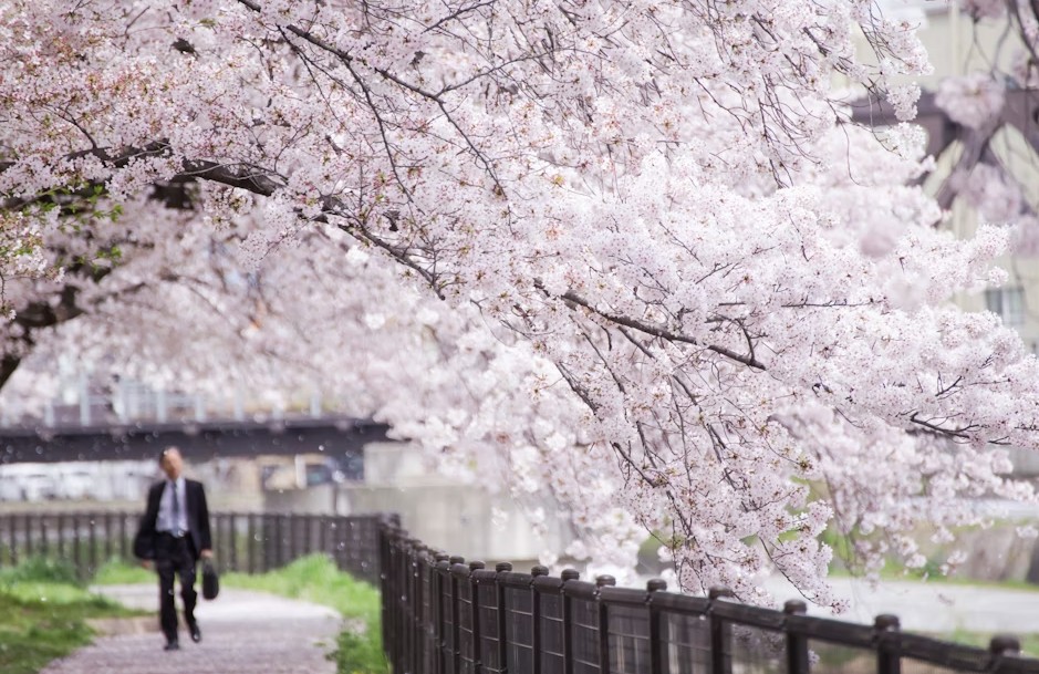 cerezos en flor en kioto japon cerezos en flor en kioto japon