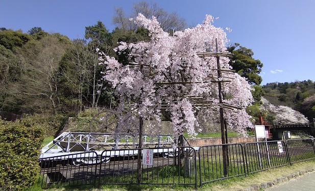 cherry blossoms sakura japon cherry blossoms sakura japon