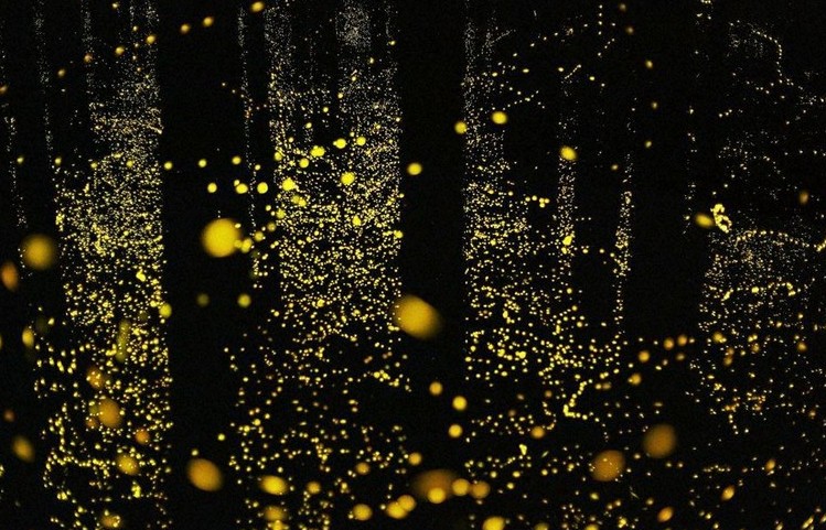 lugares para ver luciernagas japon