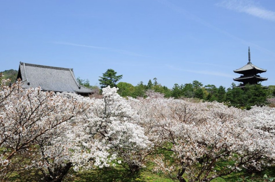 lugares poco conocidos cerezos en flor lugares poco conocidos cerezos en flor