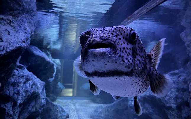 mejores acuarios de tokio japon mejores acuarios de tokio japon