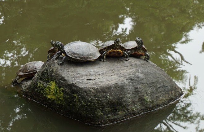 parque con tortugas en tokio parque con tortugas en tokio