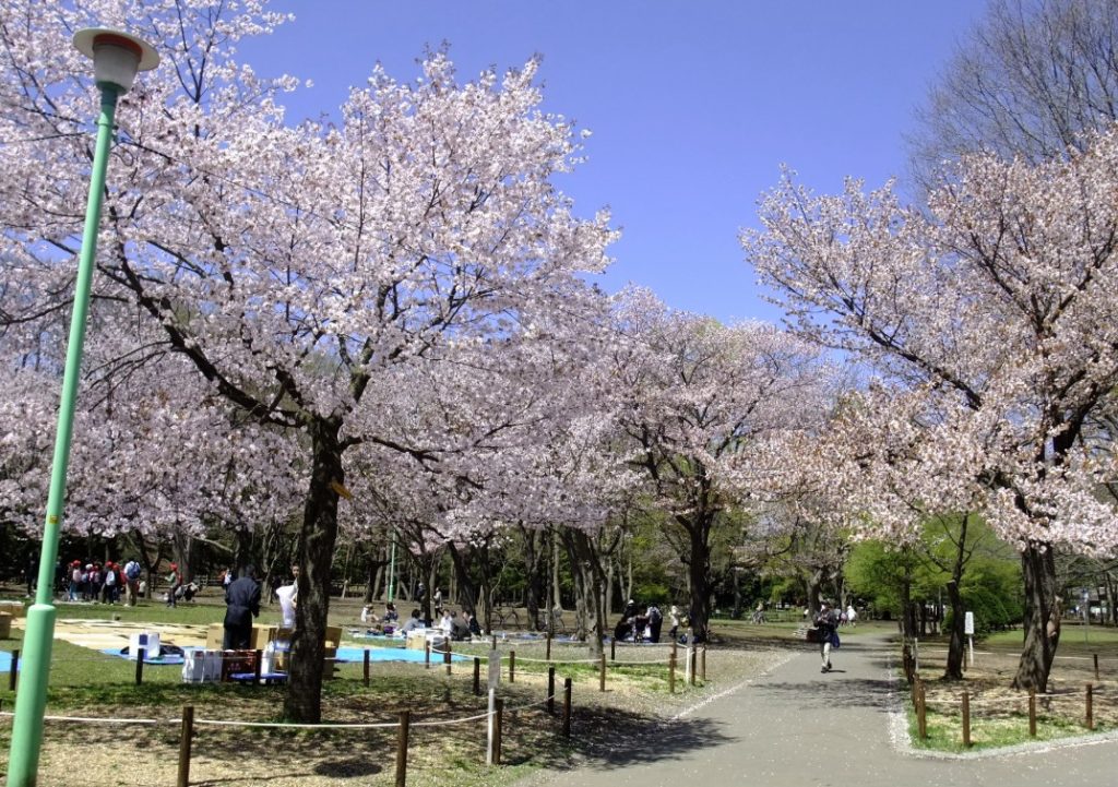 parques para ver cerezos en flor en japon parques para ver cerezos en flor en japon
