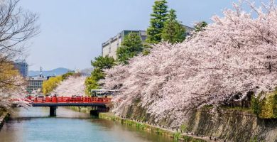 sitios para ver cerezos en flor kioto
