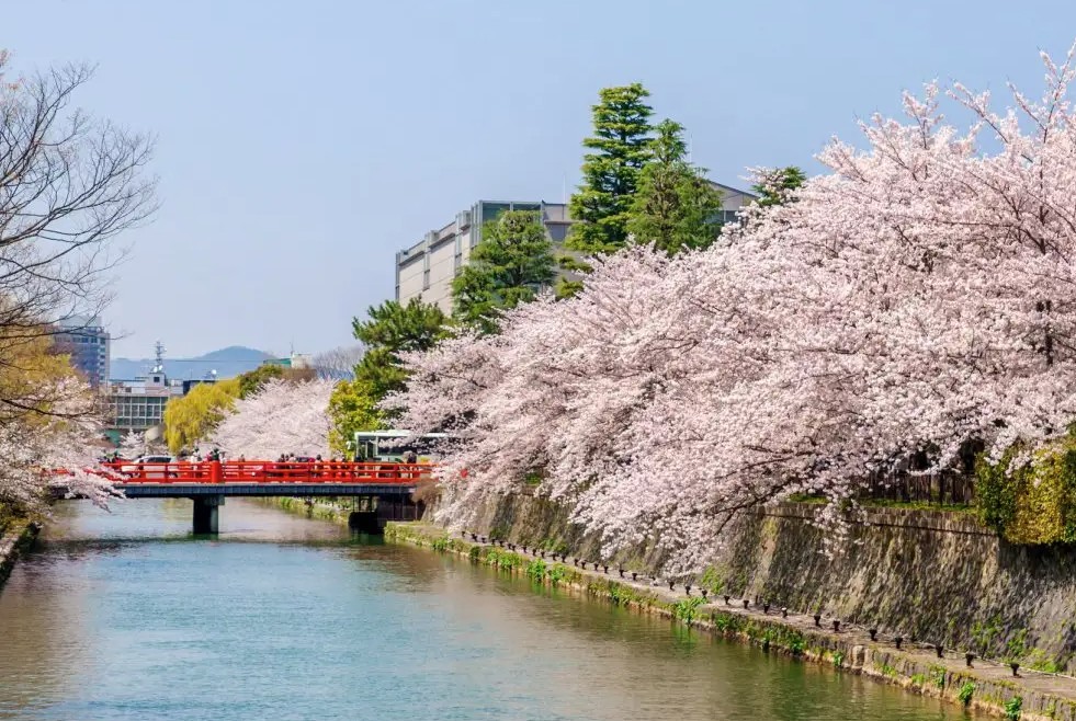 sitios para ver cerezos en flor kioto