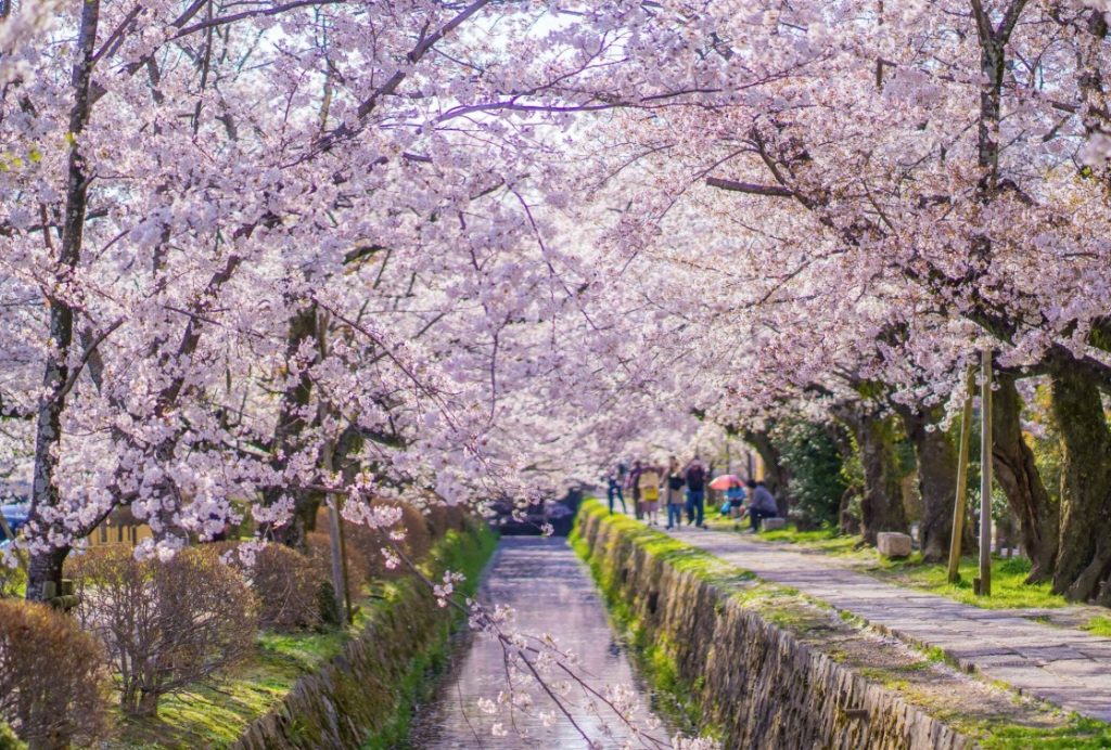 sitios para ver sakura en kioto sitios para ver sakura en kioto