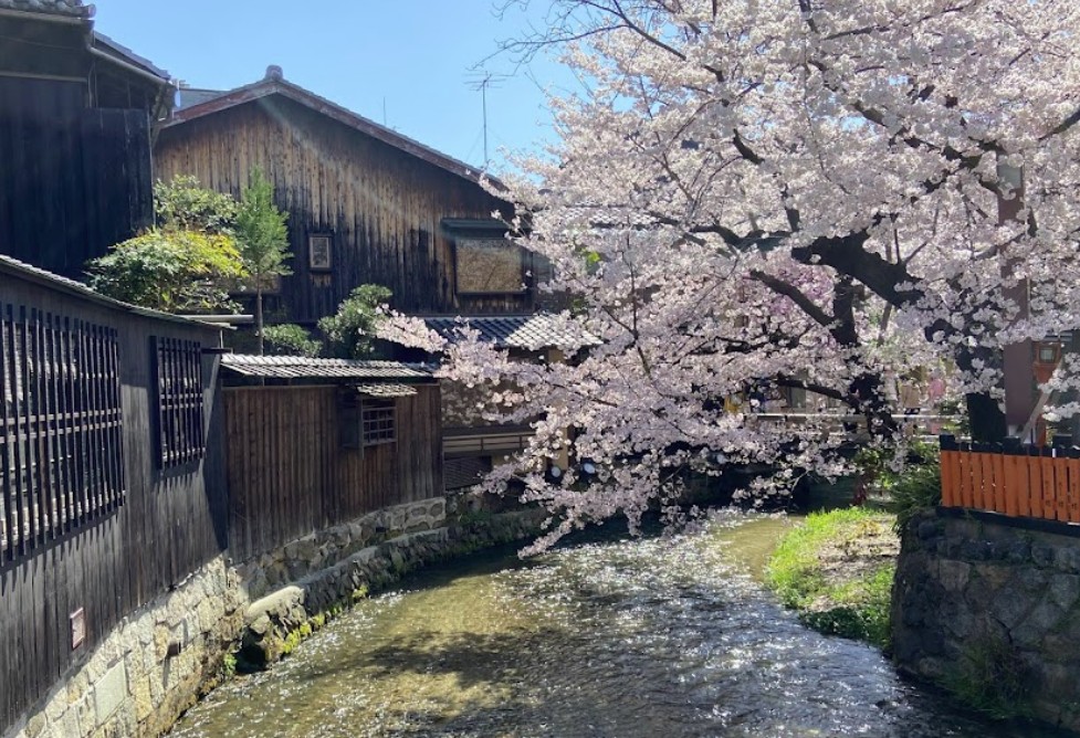 sitios poco masificados para ver cerezos en flor kioto sitios poco masificados para ver cerezos en flor kioto