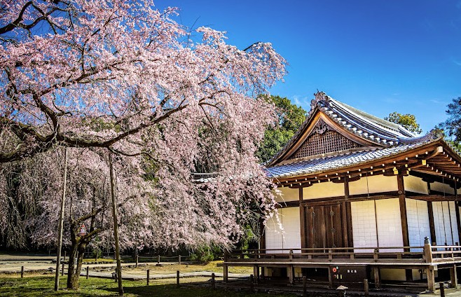 templos para ver cerezos en flor en kioto templos para ver cerezos en flor en kioto
