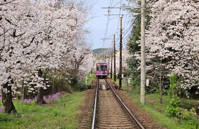 tranvias en japon con cerezos en flor tranvias en japon con cerezos en flor