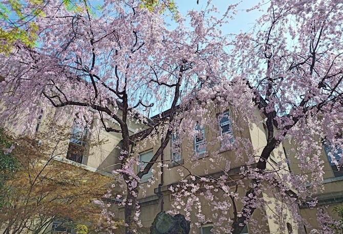 ver cerezos en flor en kioto ver cerezos en flor en kioto