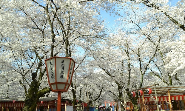 ver cerezos en flor en kyoto ver cerezos en flor en kyoto