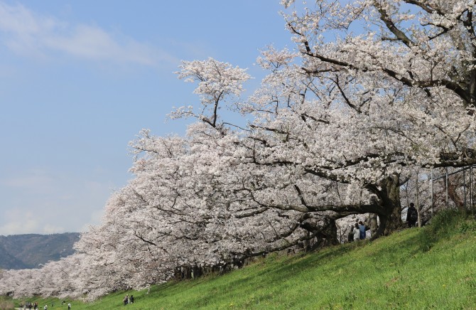 ver sakura en prefectura de kioto ver sakura en prefectura de kioto