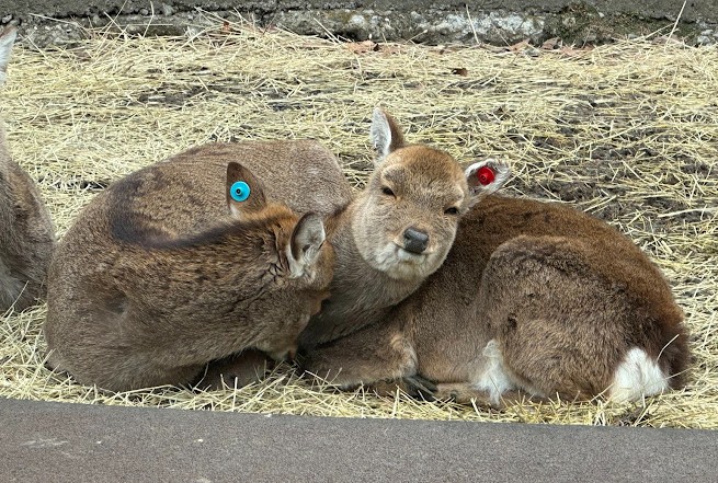 zoo en tokio recomendado zoo en tokio recomendado