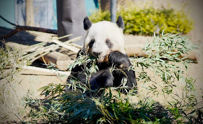 zoologicos en tokio panda zoologicos en tokio panda
