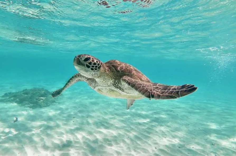 donde ver tortugas en okinawa donde ver tortugas en okinawa