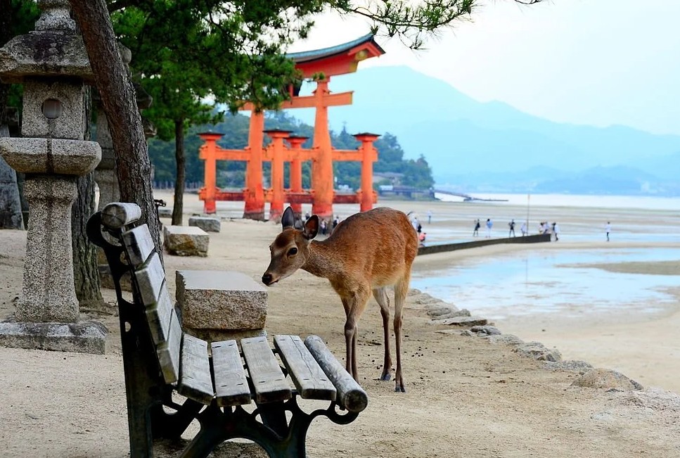 ciervos con el torii de miyajima