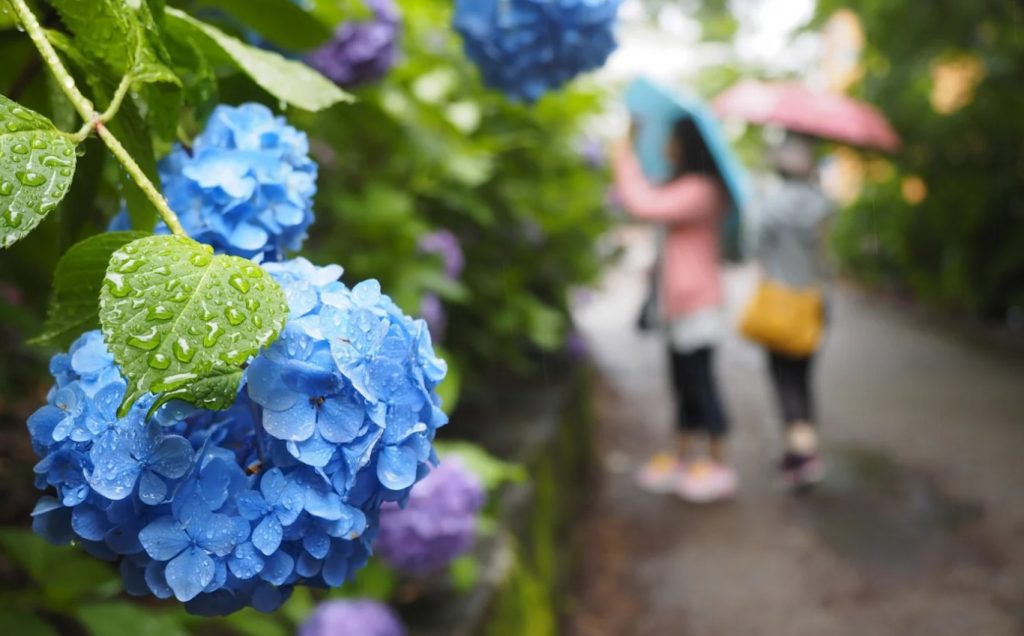 cuando es la temporada de lluvias en japon cuando es la temporada de lluvias en japon