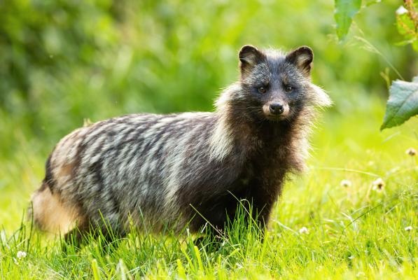 el tanuki es un mapache o no el tanuki es un mapache o no