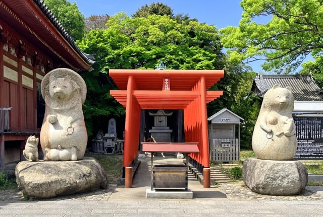 santuario de los tanuki en japon santuario de los tanuki en japon