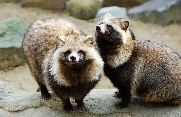 significado del tanuki japones significado del tanuki japones